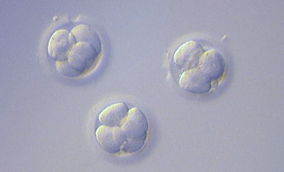 Embrioni